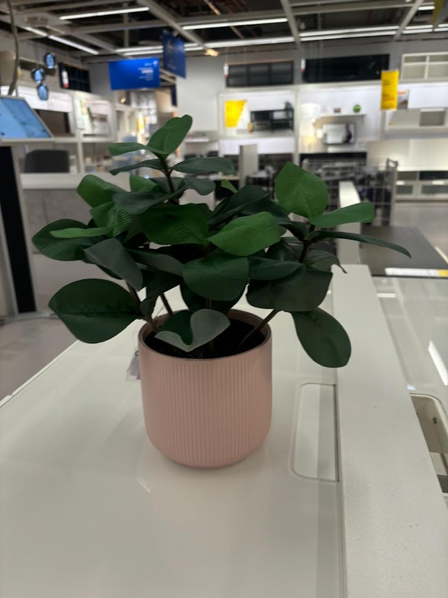 Indoor Plant Project 1